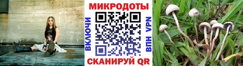 где купить наркотик  Богородск  Псилоцибиновые грибы GOLDEN TEACHER 